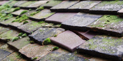 Fern roof repair costs